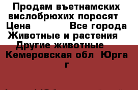 Продам въетнамских вислобрюхих поросят › Цена ­ 2 500 - Все города Животные и растения » Другие животные   . Кемеровская обл.,Юрга г.